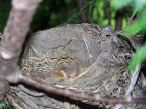 The early days...baby robins