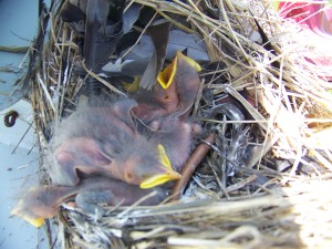 A nestful of blackbirds